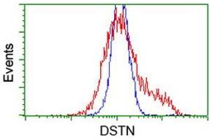 HEK293T cells transfected with either RC203419 overexpress plasmid (Red) or empty vector control plasmid (Blue) were immunostained by anti-DSTN antibody (ABIN2454406), and then analyzed by flow cytometry. (Destrin antibody)