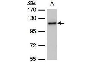 WB Image Sample(30 μg of whole cell lysate) A:H1299 7. (ADAMTSL2 antibody  (C-Term))