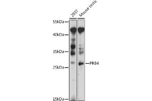 Western blot analysis of extracts of various cell lines, using PRB4 antibody (ABIN7265834) at 1:1000 dilution. (PRB4 antibody  (AA 178-247))