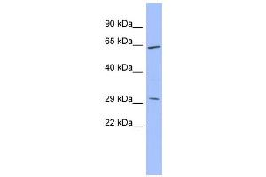 WB Suggested Anti-HRG Antibody Titration:  0. (HRG antibody  (Middle Region))