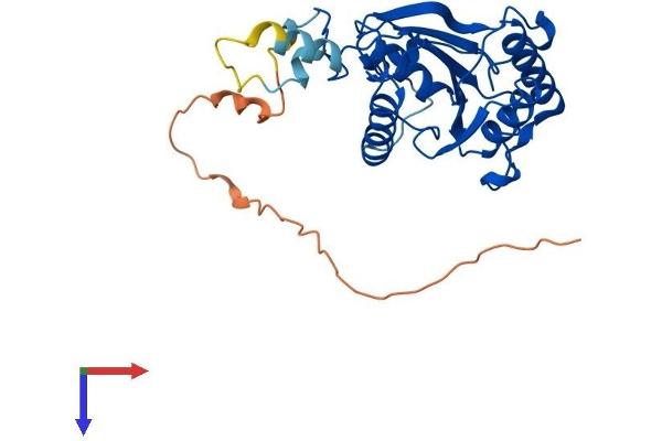 PGAM5 Protein (AA 1-289) (His tag)