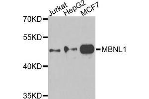 Western blot analysis of extracts of various cells, using MBNL1 antibody. (MBNL1 antibody)