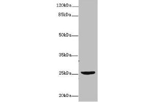 Western blot All lanes: NEGR1 antibody at 4 μg/mL + U87 whole cell lysate Secondary Goat polyclonal to rabbit IgG at 1/10000 dilution Predicted band size: 39, 25 kDa Observed band size: 25 kDa (NEGR1 antibody  (AA 1-196))