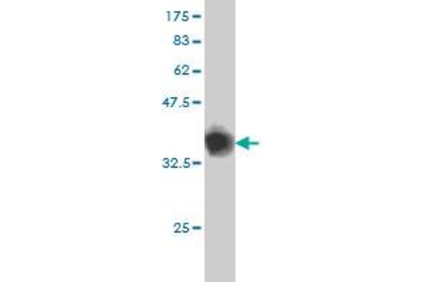 GABBR1 antibody  (AA 52-151)