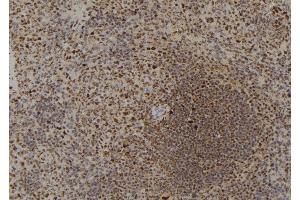 ABIN6273795 at 1/100 staining Mouse spleen tissue by IHC-P. (DYRK4 antibody  (C-Term))