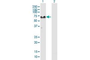 Western Blot analysis of G3BP1 expression in transfected 293T cell line by G3BP1 MaxPab polyclonal antibody. (G3BP1 antibody  (AA 1-466))