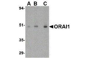 Western Blotting (WB) image for anti-ORAI Calcium Release-Activated Calcium Modulator 1 (ORAI1) (C-Term) antibody (ABIN2475964) (ORAI1 antibody  (C-Term))