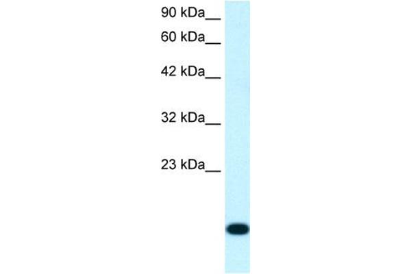 RPS16 antibody  (N-Term)