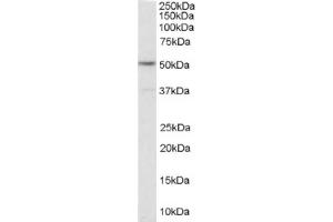 Image no. 1 for anti-5-Hydroxytryptamine (serotonin) Receptor 2C (HTR2C) (Internal Region) antibody (ABIN374573) (HTR2C antibody  (Internal Region))