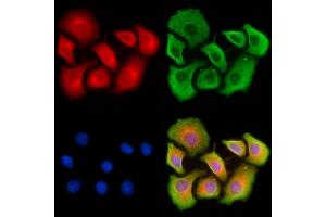 ABIN7093145 and ABIN7101263 staining HepG2 cells by IF/ICC. (Vitamin D-Binding Protein antibody  (Internal Region))