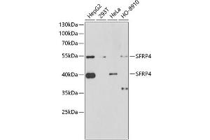 Western blot analysis of extracts of various cell lines, using SFRP4 antibody (ABIN6132004, ABIN6147678, ABIN6147679 and ABIN6222043) at 1:1000 dilution. (SFRP4 antibody  (AA 19-346))