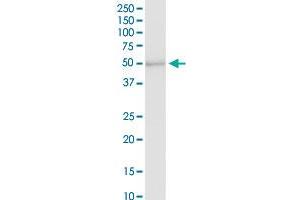 PAFAH2 MaxPab rabbit polyclonal antibody. (PAFAH2 antibody  (AA 1-392))