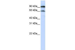 WB Suggested Anti-ATG9A Antibody Titration:  0. (ATG9A antibody  (Middle Region))