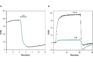 Dendrotoxin-K inhibits KV1.