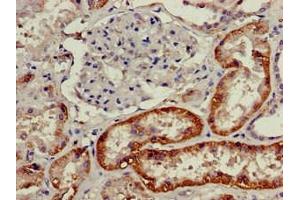 Immunohistochemistry of paraffin-embedded human kidney tissue using ABIN7161482 at dilution of 1:100 (SLC3A1 antibody  (AA 1-68))