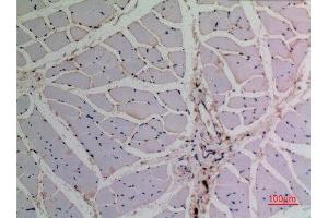 Immunohistochemistry (IHC) analysis of paraffin-embedded Rat Muscle, antibody was diluted at 1:100. (TCP1 alpha/CCTA antibody  (N-Term))