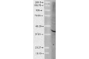 Aha1 Human Cell line Mix 10ug 1 in 1000. (AHSA1 antibody)