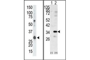 Image no. 1 for anti-Guanine Nucleotide Binding Protein (G Protein), beta Polypeptide 2-Like 1 (GNB2L1) (N-Term) antibody (ABIN360524) (GNB2L1 antibody  (N-Term))