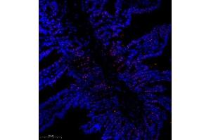Immunofluorescence of paraffin embedded mouse small intestine using SRRM2 (ABIN7075555) at dilution of 1:650 (300x lens) (SRRM2 antibody)
