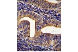 GHSR Antibody (C-term) (ABIN655816 and ABIN2845240) immunohistochemistry analysis in formalin fixed and paraffin embedded human uterus tissue followed by peroxidase conjugation of the secondary antibody and DAB staining. (GHSR antibody  (C-Term))