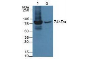 Figure. (MX1 antibody  (AA 68-303))