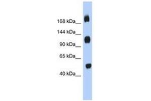Image no. 1 for anti-Chromosome 2 Open Reading Frame 55 (C2orf55) (AA 827-876) antibody (ABIN6743949) (C2orf55 antibody  (AA 827-876))