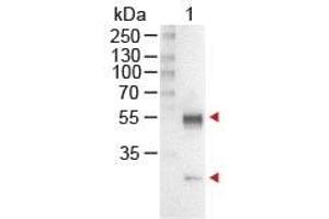 Image no. 1 for Rabbit anti-Mouse IgG (Whole Molecule) antibody (Alkaline Phosphatase (AP)) (ABIN300770) (Rabbit anti-Mouse IgG (Whole Molecule) Antibody (Alkaline Phosphatase (AP)))