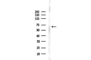 anti-La Ribonucleoprotein Domain Family, Member 7 (LARP7) (C-Term) antibody