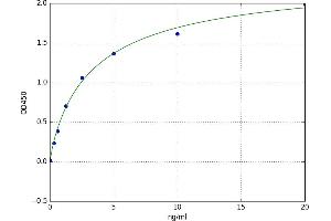 Forkhead Box O3 (FOXO3) ELISA Kit