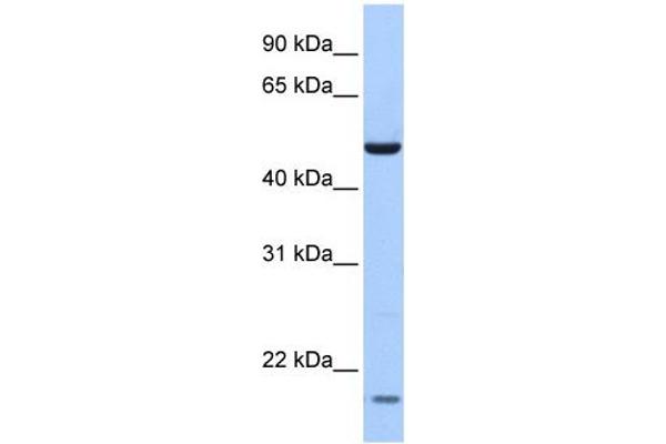 ZNF764 antibody  (N-Term)