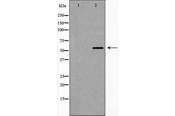 CYP1A1/2 antibody