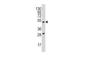 Western blot analysis of anti-PLAU Antibody (N-term) (ABIN1882148 and ABIN2842233) in  cell line lysates (35 μg/lane). (PLAU antibody  (N-Term))