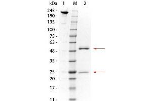 SDS-PAGE of Mouse anti-GSTO1 Monoclonal Antibody. (GSTO1 antibody)