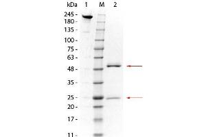 SDS-PAGE of Mouse anti-GSTO1 Monoclonal Antibody. (GSTO1 antibody  (GST tag))