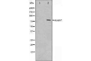 Western blot analysis on HeLa cell lysate using RAD17 Antibody. (RAD17 antibody  (C-Term))
