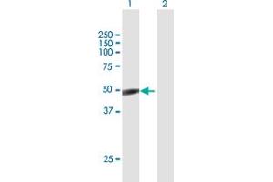 Western Blot analysis of TSG101 expression in transfected 293T cell line by TSG101 MaxPab polyclonal antibody.