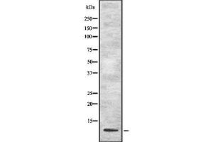 UFM1 antibody  (Internal Region)