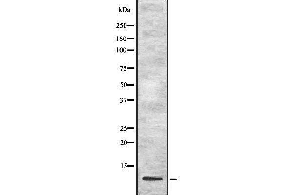 UFM1 antibody  (Internal Region)