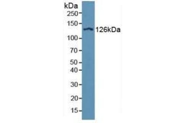 ITGAD 抗体  (AA 879-1099)