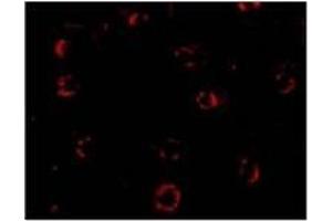 Immunofluorescence (IF) image for anti-Chemokine (C-X-C Motif) Receptor 4 (CXCR4) (Isoform A), (N-Term) antibody (ABIN499700)