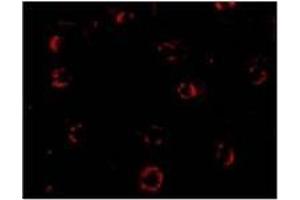 Immunofluorescence of CXCR4-Lo in Hela cells with CXCR4-Lo Antibody  at 4 ug/ml. (CXCR4 antibody  (Isoform A, N-Term))