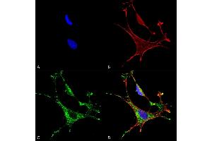 Immunocytochemistry/Immunofluorescence analysis using Mouse Anti-MMP9 Monoclonal Antibody, Clone S51-82 (ABIN2482808). (MMP 9 antibody  (AA 1-708) (Biotin))