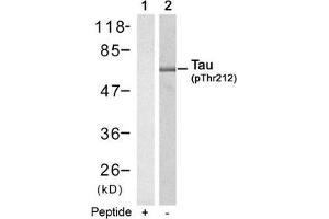 Western blot analysis of extracts from mouse brain tissue using Tau(Phospho-Thr212) Antibody(Lane 2) and the same antibody preincubated with blocking peptide(Lane1). (MAPT antibody  (pThr212))