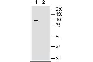 Western blot analysis of human SH-SY5Y neuroblastoma cell line lysates:1.