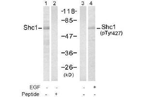 Image no. 2 for anti-SHC (Src Homology 2 Domain Containing) Transforming Protein 1 (SHC1) (pTyr427) antibody (ABIN197086)