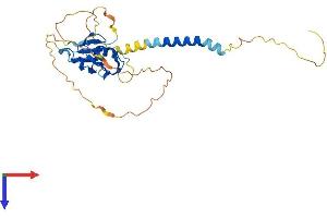 AlphaFold protein structure predicition of Mouse Recombinant Rnf223 Protein, UniprotID Q3UV31 (RNF223 Protein (AA 1-285) (His tag))