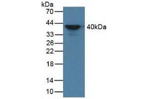 Figure. (AZGP1 antibody  (AA 148-298))