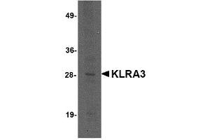 Image no. 1 for anti-Killer Cell Lectin-Like Receptor, Subfamily A, Member 3 (Klra3) (C-Term) antibody (ABIN341728) (Klra3 antibody  (C-Term))