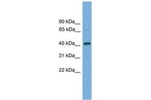 Image no. 1 for anti-DnaJ (Hsp40) Homolog, Subfamily B, Member 12 (DNAJB12) (AA 51-100) antibody (ABIN6744595) (DNAJB12 antibody  (AA 51-100))