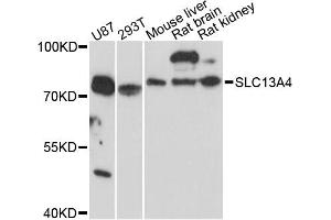 Western blot analysis of extracts of various cell lines, using SLC13A4 antibody (ABIN6293746) at 1:3000 dilution.